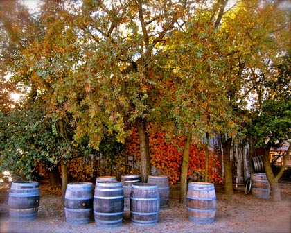 November colors at Jessie’s Grove Winery