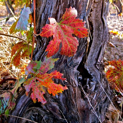 Old vine Lodi Zinfandel in autumn