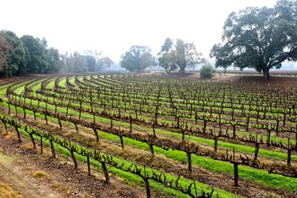 Lodi wine country during the foggy days of January