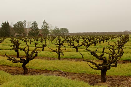 Head trained, own-rooted, old vine Grenache planted during the mid-1930s in Manaserro Vineyard, located in Lodi’s Mokelumne River AVA