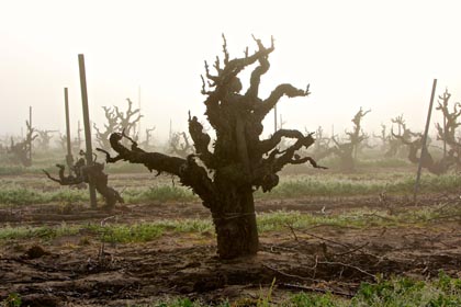 Ancient Carignan, planted around 1906 in the east side of Lodi’s Mokelumne River AVA