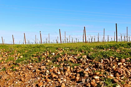 Bokisch's Vista Luna Vineyard: whereas as there are no rocks or elevated hills to be found in Lodi's Mokelumne River AVA, Lodi's Borden Ranch AVA is all about cobbled clay-loam, terraced slopes.