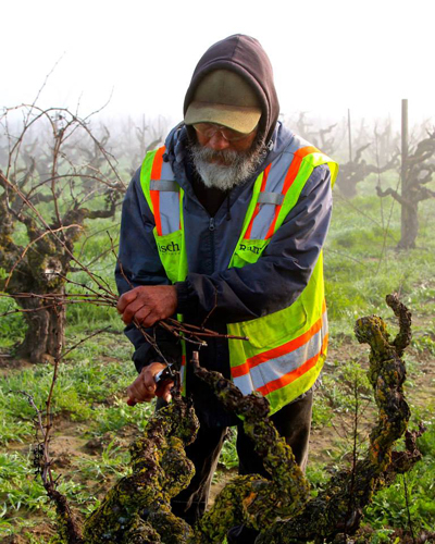 February pruning of 100-year old, own-rooted Kirschenmann Vineyard Zinfandel
