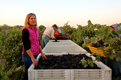 Jillian Johnson DeLeon with 2014 Bechthold Vineyard Cinsaut harvest