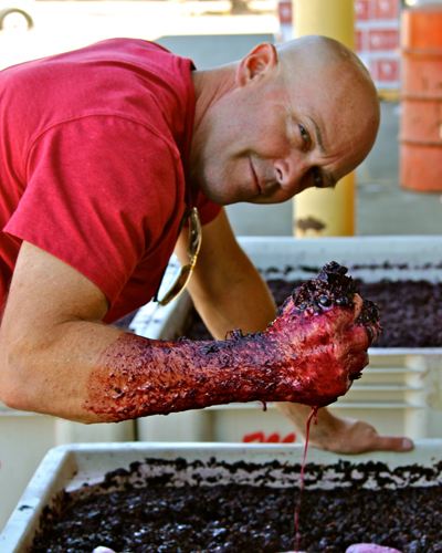 Lodi’s Michael McCay at his favorite activity (crushing red wine grapes)