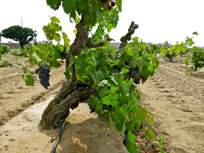 Ultra-fine loamy sand (as opposed to sandy loam) in Noma Vineyard, typifying the Mokelumne River AVA's east side viticulture