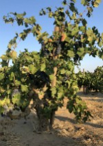 National Zinfandel Day Technical Workshop Image