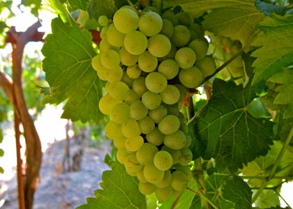 Grenache Blanc 2, Ripken-Guard 090611