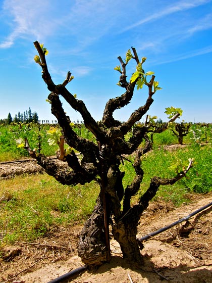 Peirano, buds, April 2011