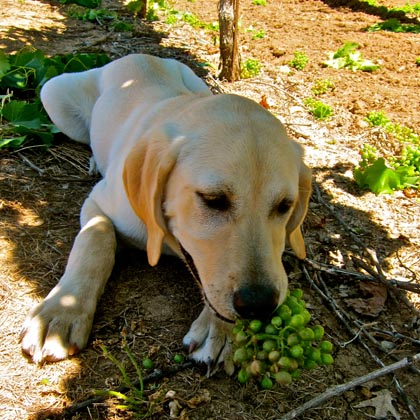 Grenache eating dog, July 8