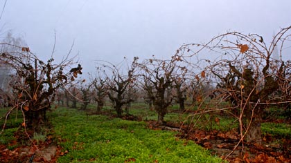 Foggy morning, Nov. 15