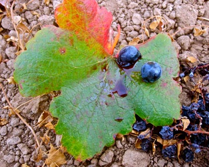 Alicante Bouschet (St