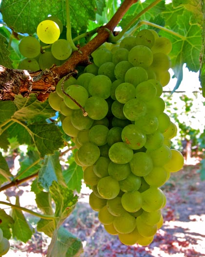 Torrontes 2, Silvaspoons 090411_2