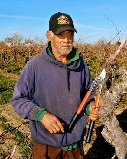 One Man Pruning Team