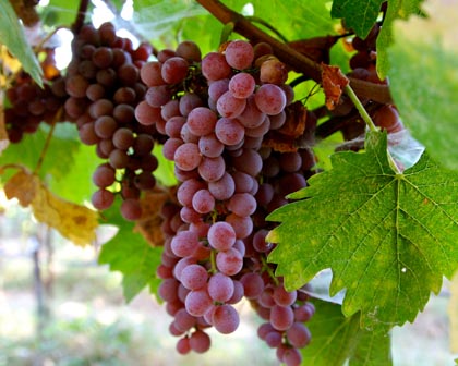 This beautifully pink colored Schonburger — a fairly recent German crossing of Pinot Noir x (Chasselas x Muscat Hamburg) — is grown by Mokelumne Glen on Lodi’s east-side, and is made into a delicate, tropical fruit scented white wine by some tiny producers