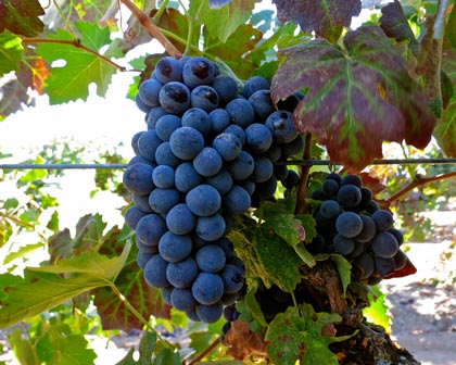 Barbera in Jahant-Lodi’s Leventini Vineyard (goes to St. Amant and Macchia): as of this week, a little tart, a few weeks away from harvest