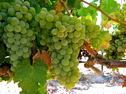 Acquiesce grown Grenache Blanc: variant of Grenache Noir, becoming popular among winegrowers and consumers as a white wine variety