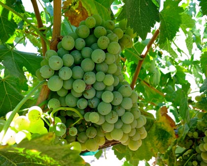 Piquepoul Blanc: a Southern French variety bottled as Picpoul Blanc by Lodi’s Acquiesce Winery, producing the kind of light, lemony tart, dry white wine that appeals to many consumers today