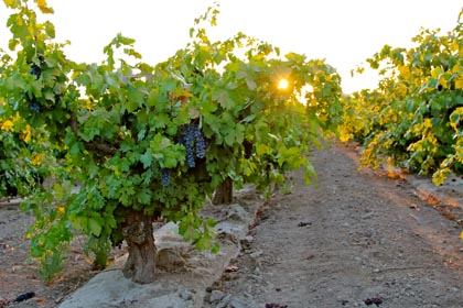 7 AM sun peeking through Maley’s Weget Vineyard Zinfandel