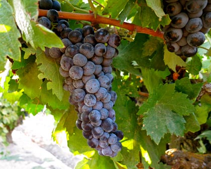 Close-up of good looking Maley Zinfandel