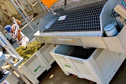 Intact Zinfandel berries drop below Pellenc sorter into macro-bin