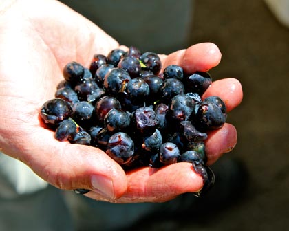 “Perfect” whole berries, ready to slowly begin native yeast fermentation