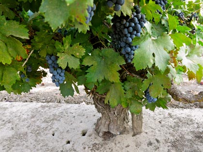 55-year old Weget Vineyard Zinfandel vines