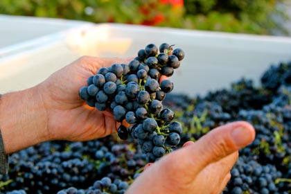 Darker berries that taste “like dessert”