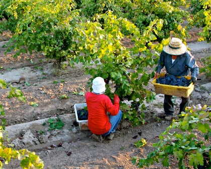 Harvesting Maley’s Weget Vineyard Zinfandel