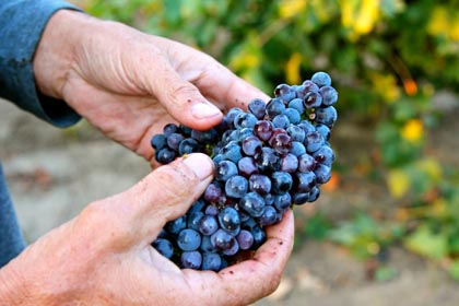 Slightly raisined bunches are rejected in the field, too