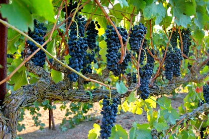 Stunning Lodi Wine Country sight: Abba Vineyard Syrah hanging from meticulous Smart-Henry trellis, like brilliant Christmas bulbs on a tree.