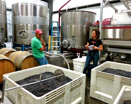 Brown taking note of Maley's Weget Vineyard (west side, Mokelumne River AVA)