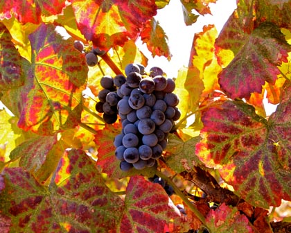Alicante Bouschet, September 2013: Lodi still cultivates blocks of this unusual wine grape, whose heyday was the first half of the last century