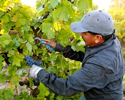 Harney Lane crew picking 109-year old Zinfandel vines in Lizzy James Vineyard (September 14)