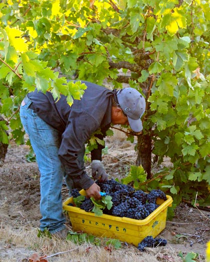 Harney Lane crew picking 109-year old Zinfandel vines in Lizzy James Vineyard (September 14)