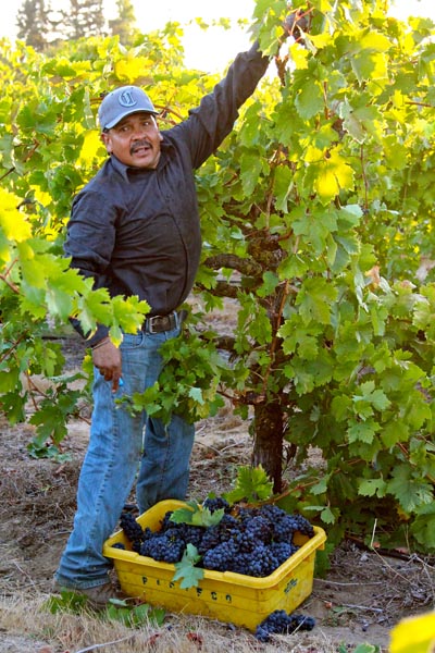Harney Lane crew picking 109-year old Zinfandel vines in Lizzy James Vineyard (September 14)
