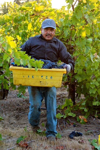 Harney Lane crew picking 109-year old Zinfandel vines in Lizzy James Vineyard (September 14)