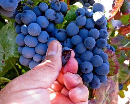 Alicante Bouschet is a rare teinturier; having blood-red pulp, rather than clear white like the vast majority of black skinned varieties