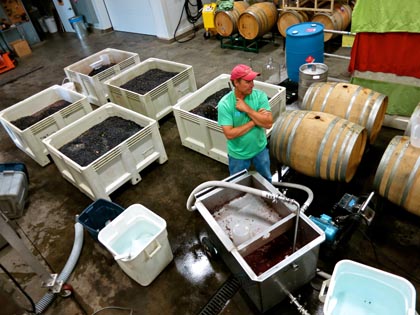 Harney Lane’s Kyle Lerner contemplates macro-bins of just-picked Lizzy James Vineyard (planted 1904) Zinfandel, harvested September 14