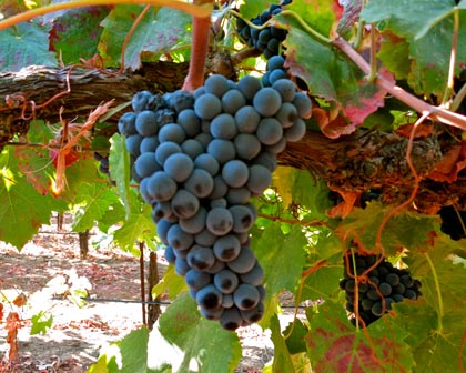 Tinta Cao (Silvaspoons Vineyards) is a major component in the famous sweet red wines (Port) grown in Portugal