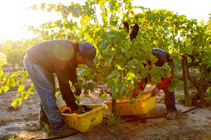 Heavenly light: another shot of 2013 Lizzy James Zinfandel harvest