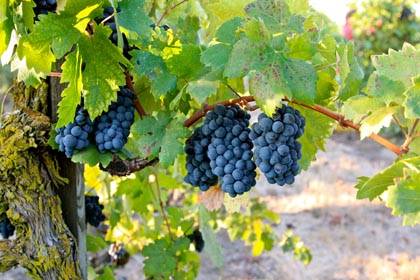 Amazing grace: Zinfandel, about to be picked in Lizzy James Vineyard
