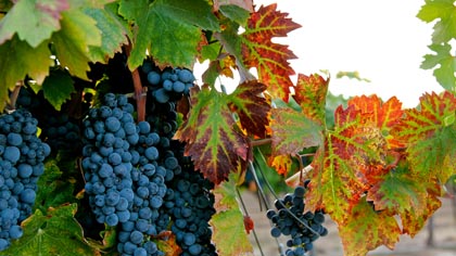 Primitivo (in Harney Lane estate) is a longer, looser clonal variant of Zinfandel