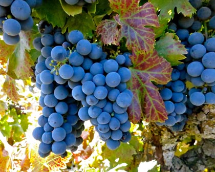 Schulenburg Vineyard Zinfandel