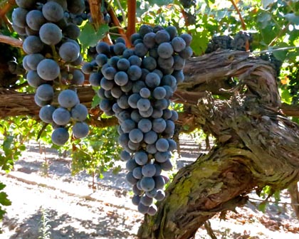 Cabernet Sauvignon destined for Michael David’s “Rapture”