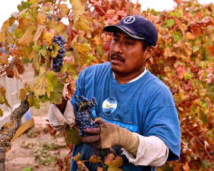 Kirschenmann Zinfandel picker