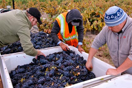 Tegan Passalacqua (right) field sorting Zinfandel