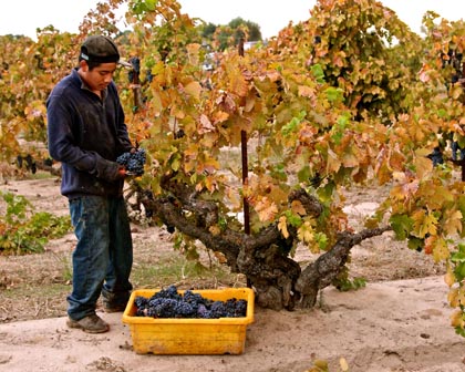 Kirschenmann Zinfandel picker