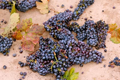 Rejected “red berried” Zinfandel clusters