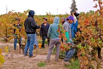 Mid-field “conference” in Kirschenmann Vineyard